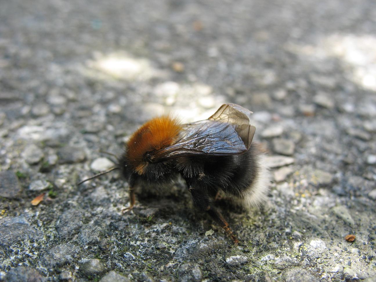 Abgestürzte Hummel.jpg