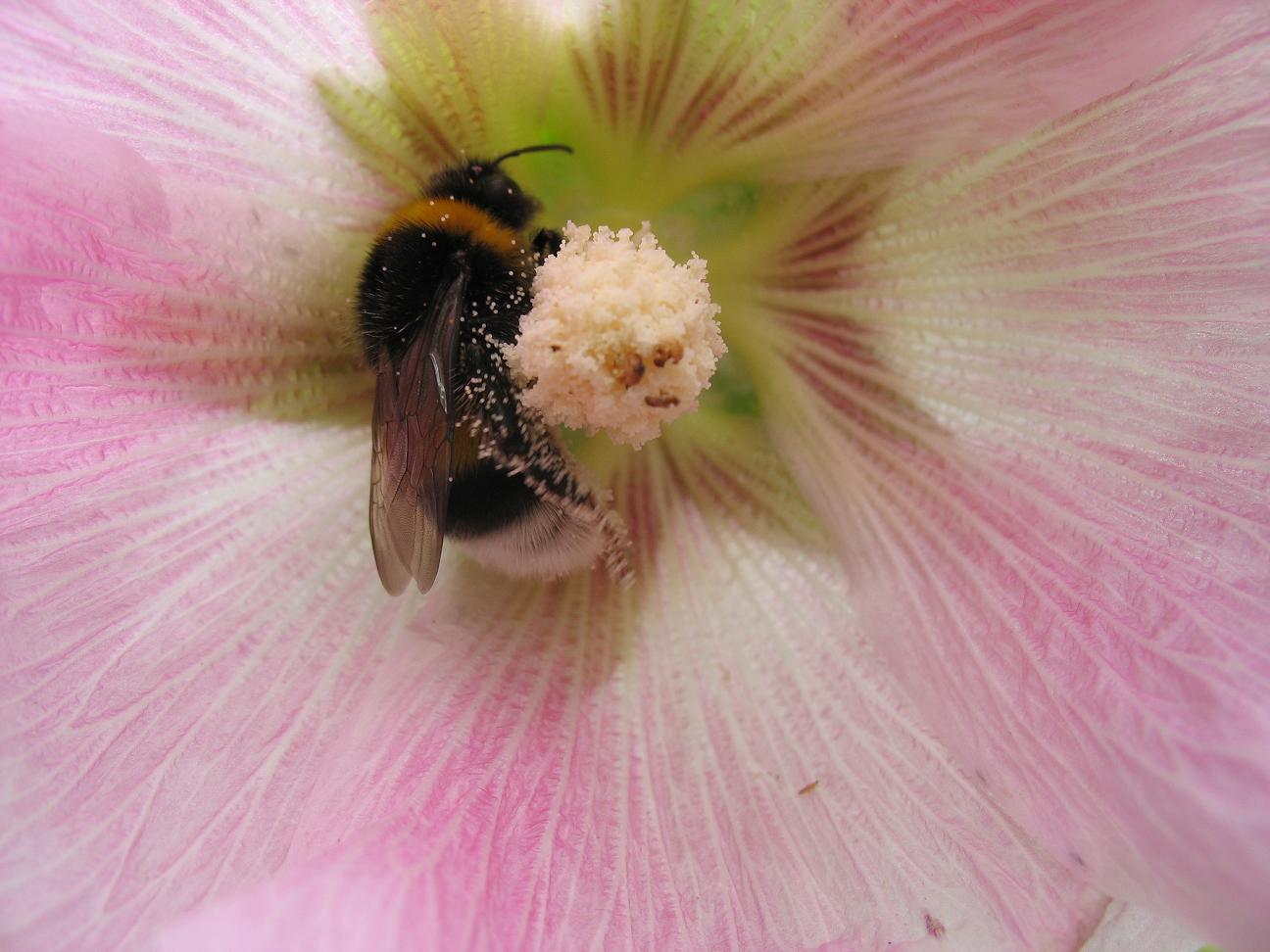 Hummel auf Malve.jpg