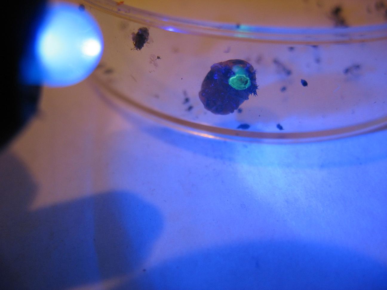 Puppe mit UV.jpg