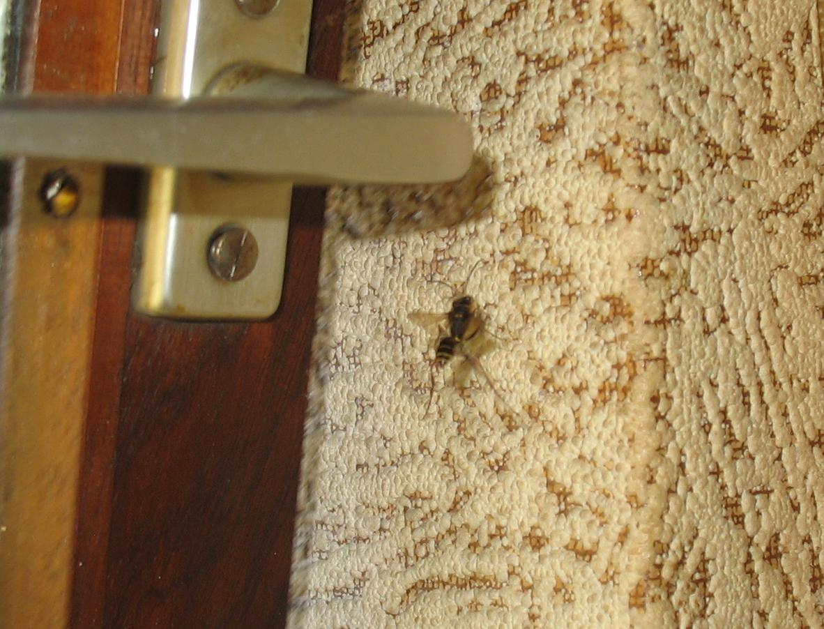 Sceliphron curvatum 1.jpg